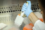 A researcher injects liquid samples into small vials