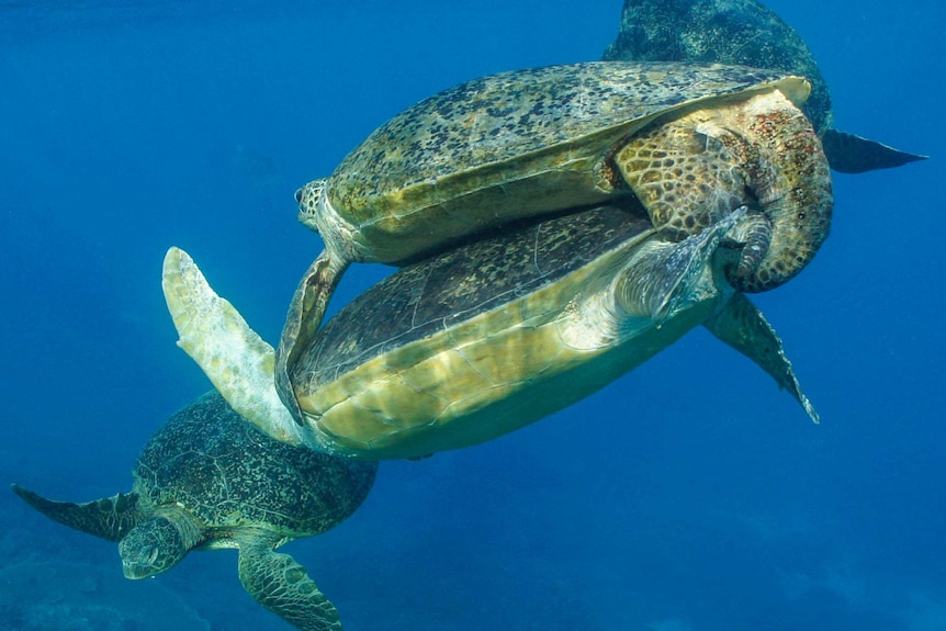 A group of turtles mate underwater.