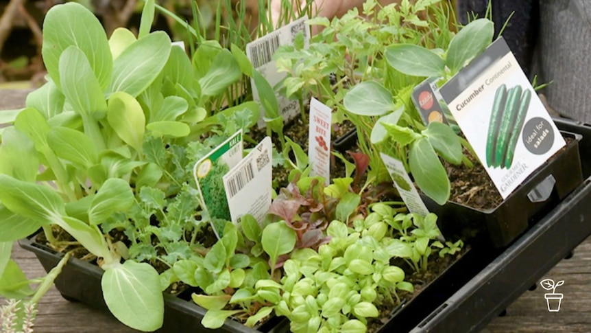 Tray filled with punnets of vegie seedlings