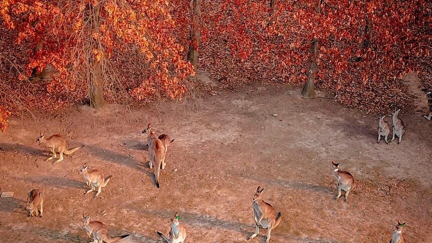A mob of roos stands in a clearing surrounded by autumn trees.