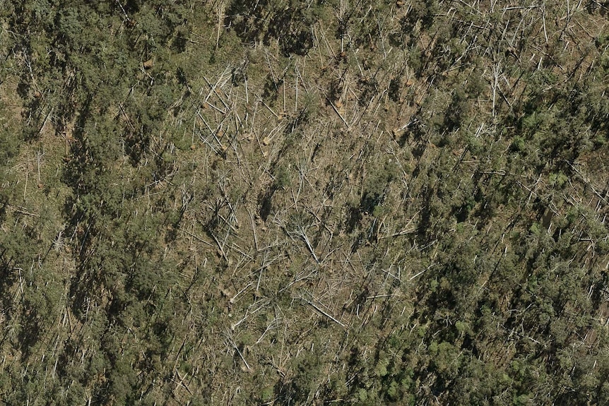 An aerial shot of a forest with some fallen trees.
