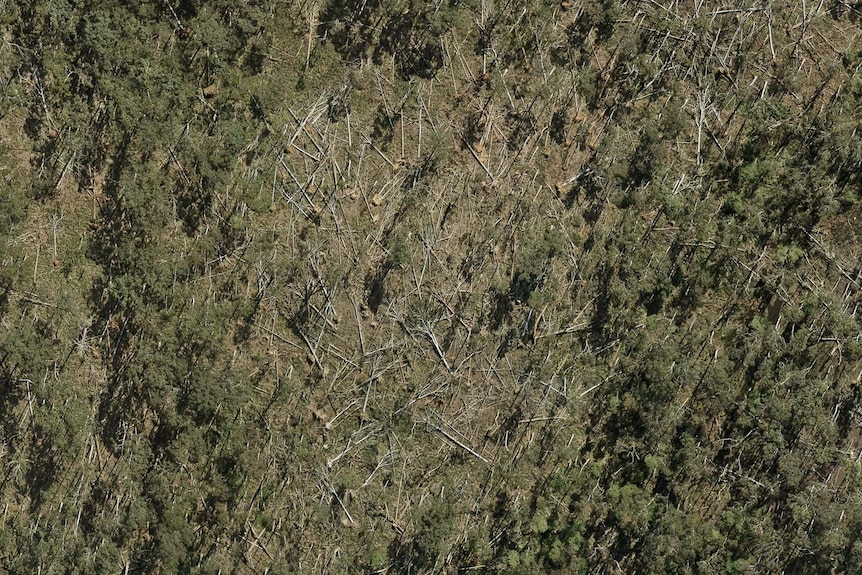 Una imagen aérea de un bosque con algunos árboles caídos. 