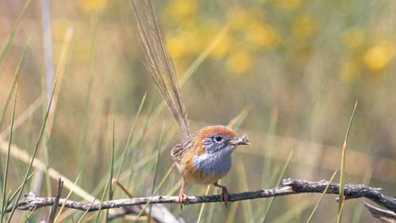 Mallee emu wren