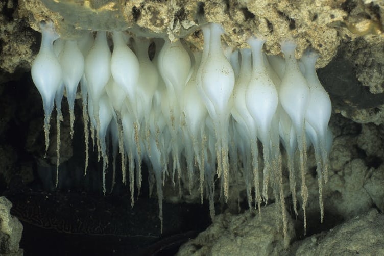 Cuttlefish eggs deposited on the underside of rocks.