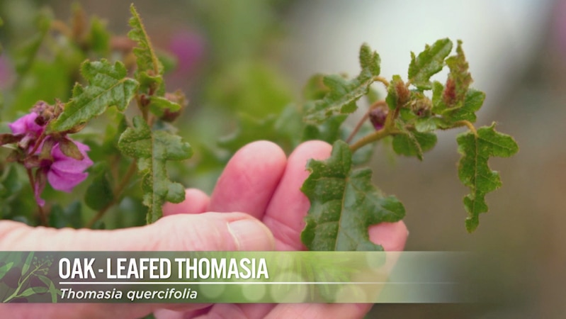 Oak Leafed Thomasia Image