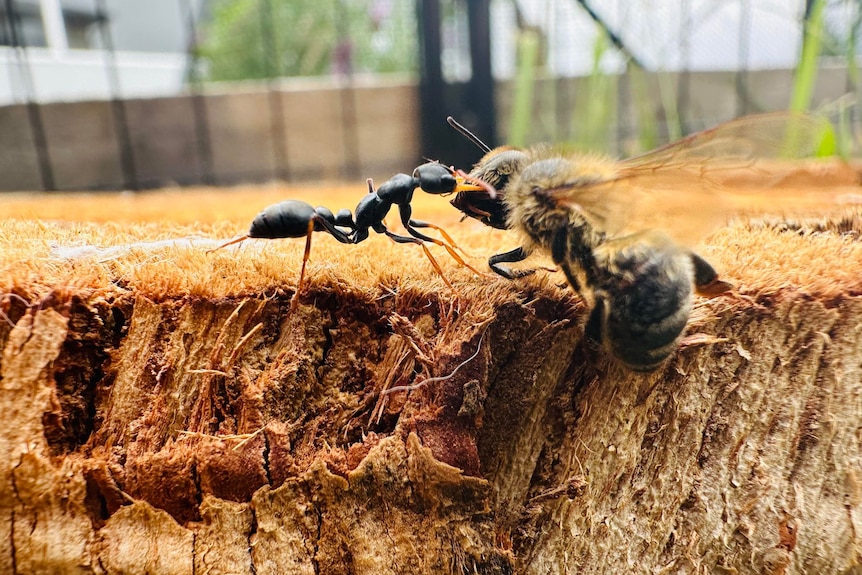 A picture of a black ant trying to eat a bee.