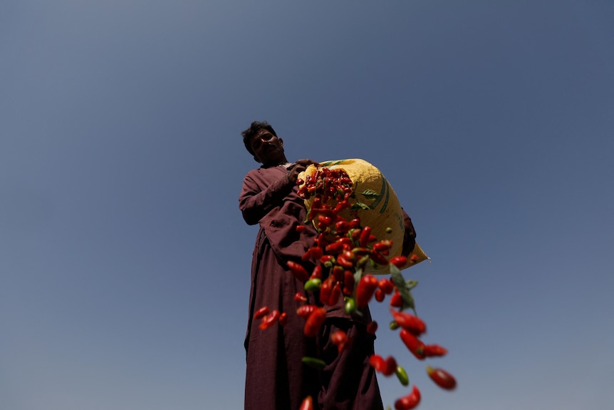 An upward angle of a man pouring chilis out of a bag towards the camera. 