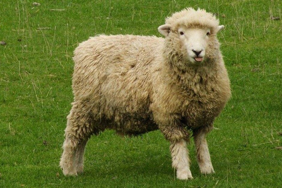 Sheep Etymology In English – Sheep Animal – SUMIO