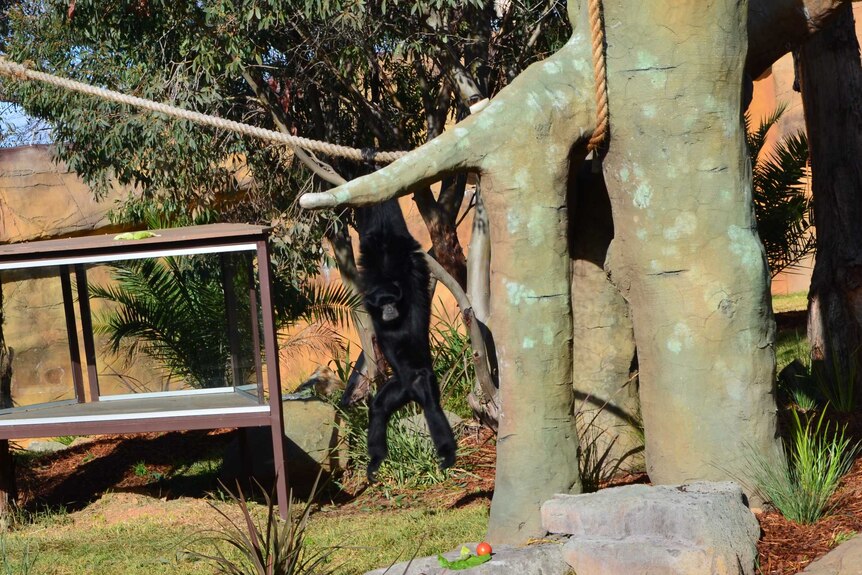 A Siamang gibbon at Canberra's National Zoo.