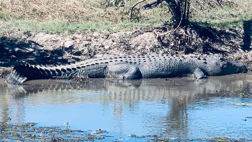 A large saltwater croc sunning itself