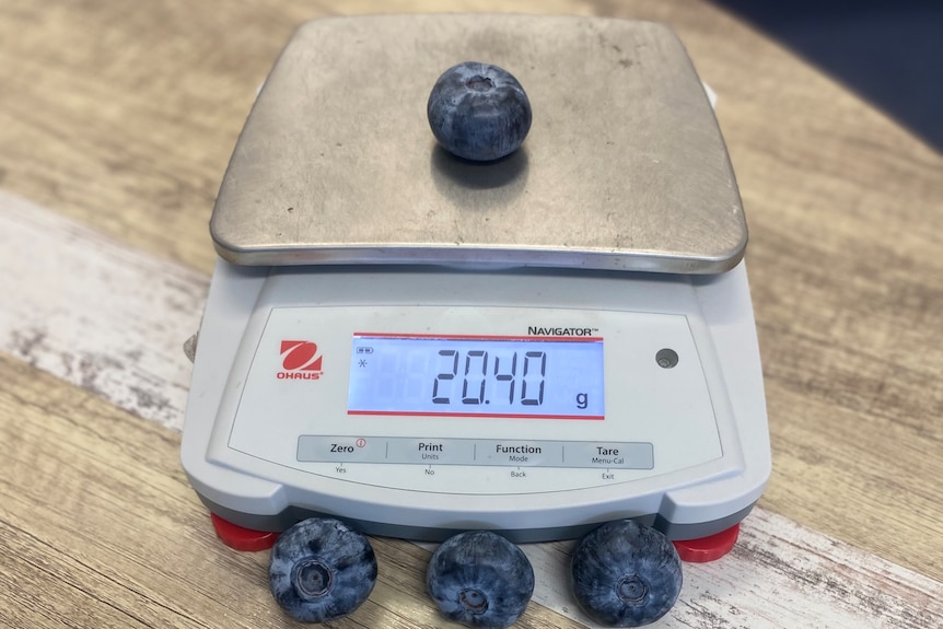 record breaking blueberries on scale 