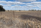 Dry field on the outskirts of Stanthorpe.