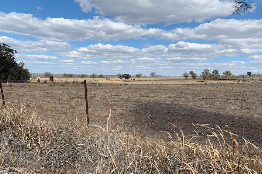 Un campo arido alla periferia di Stanthorpe.