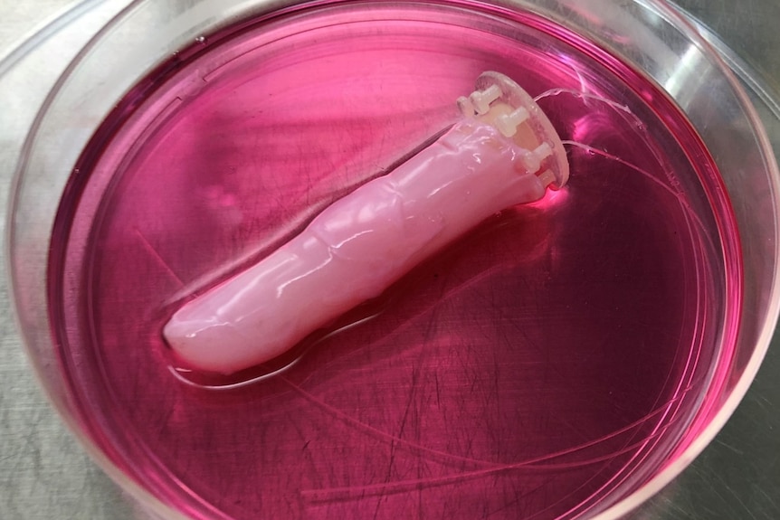 Robot finger in pink petri dish