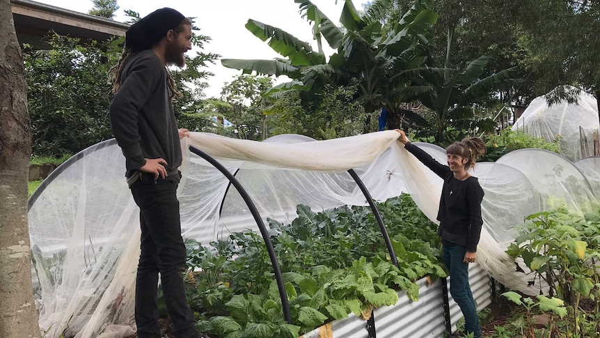 Cabbage under netting