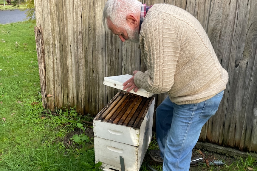 Man inspects bee hive in his back yard.