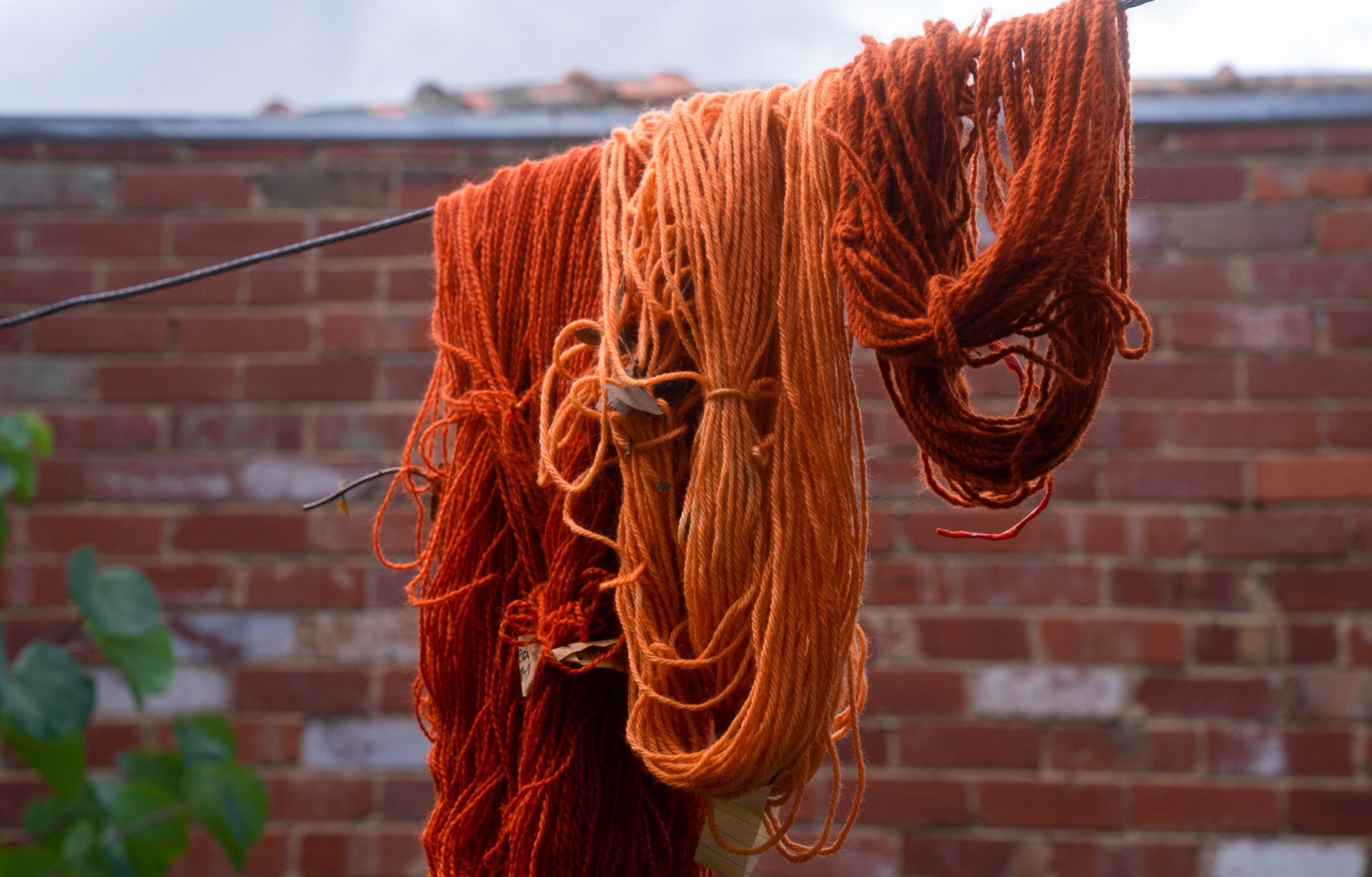 How to use plants to dye clothes naturally ABC Everyday