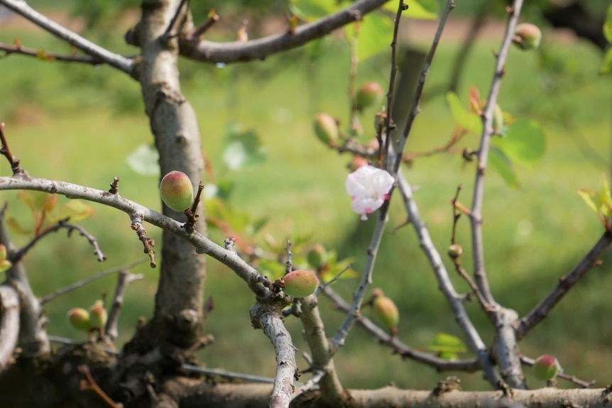 Apricot bud with flower