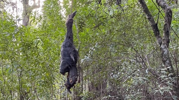The carcass of an animal hangs in a tree