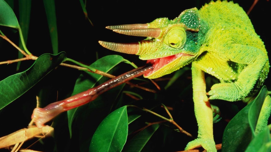 A bright green chameleon catching prey with its long tongue