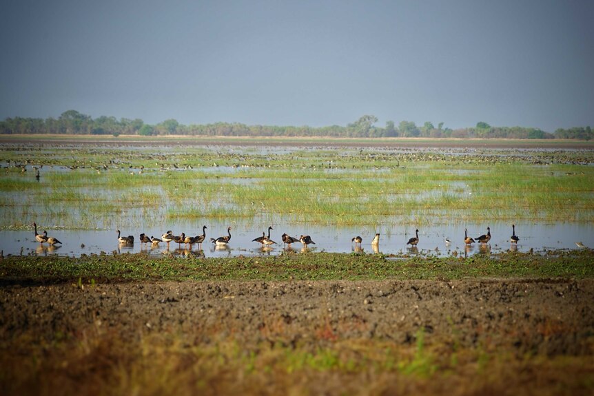 Birds on Kakadu's flood plains