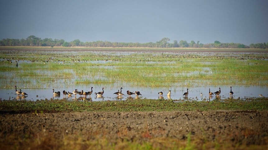 Birds on Kakadu's flood plains