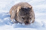 A fluffy grey wombat in thick snow.