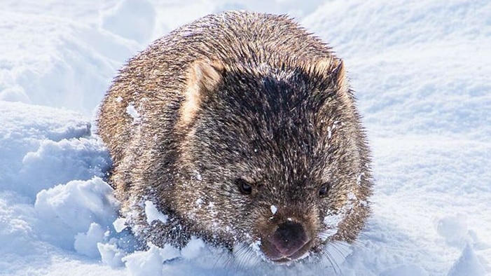 A fluffy grey wombat in thick snow.