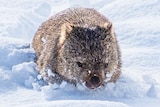 A fluffy grey wombat in thick snow.