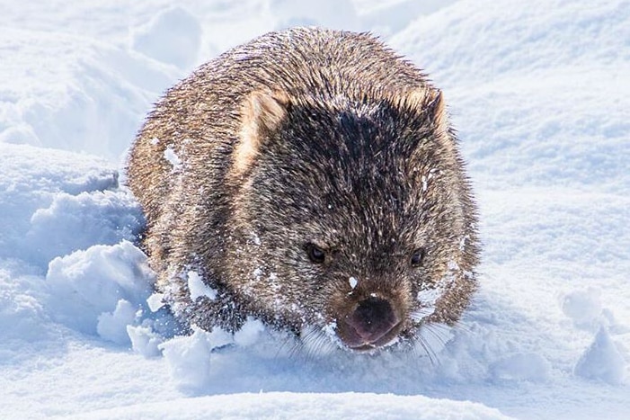 A fluffy grey wombat in thick snow.