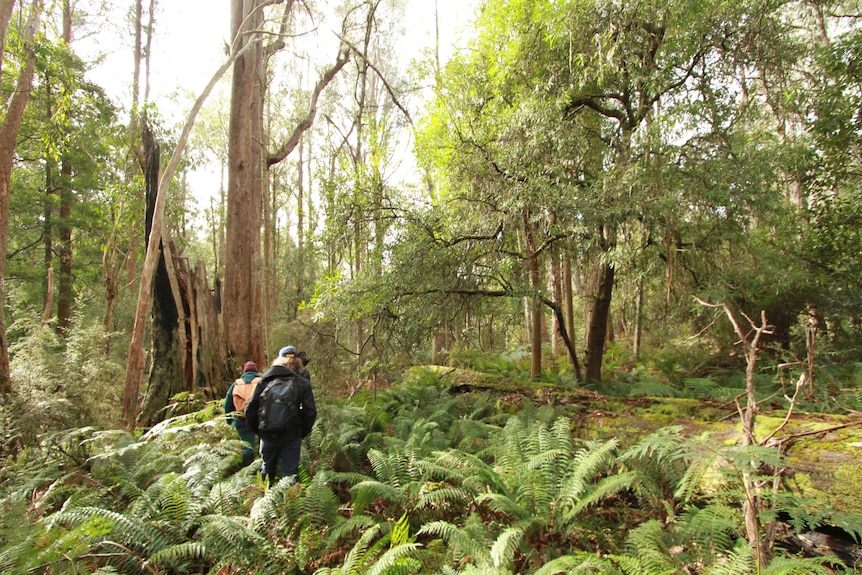 A group of people with backpacks walk through a forest with ferns.