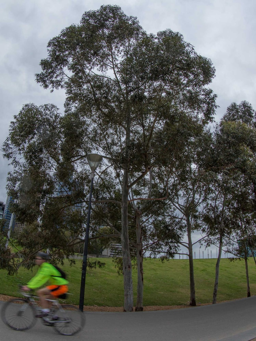 Cyclists ride past a tree growing in parkland, with the Melbourne skyline in the backdrop.