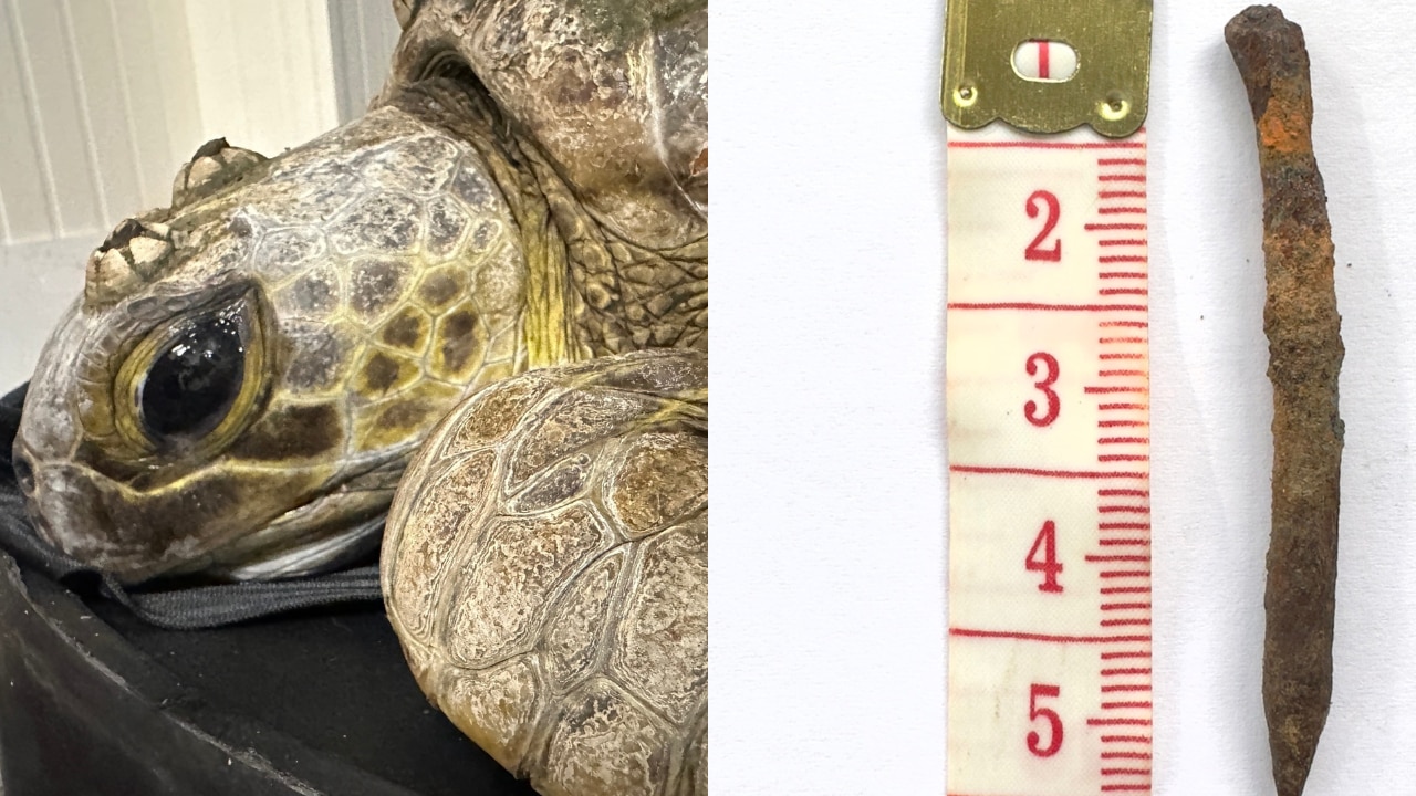 Close up of a turtle's face next to a nail beside a measuring tape