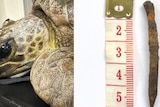 Close up of a turtle's face next to a nail beside a measuring tape