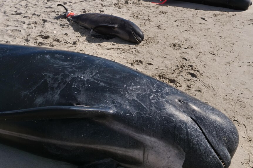 Dead whales on beach with red tape on finns