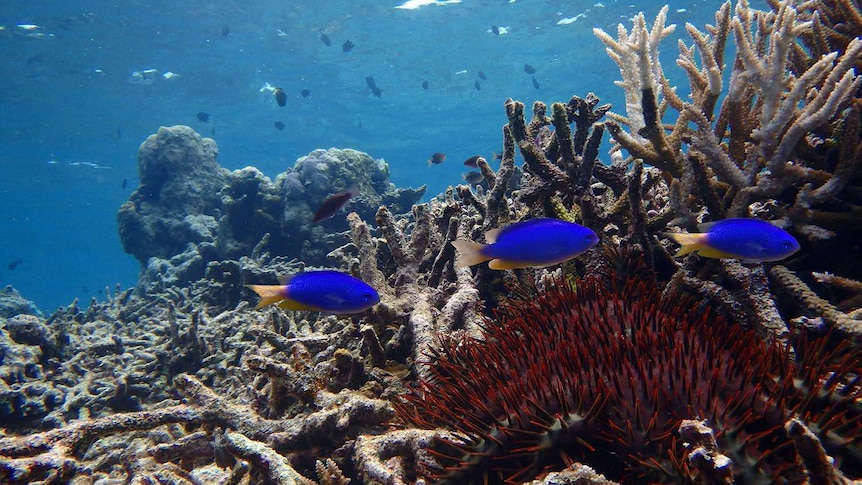 Blue neon damselfish swim among bleached coral