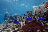 Blue neon damselfish swim among bleached coral