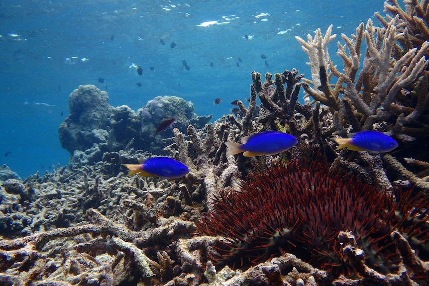 Blue fish swim among bleached coral and crown-of-thorns starfish.