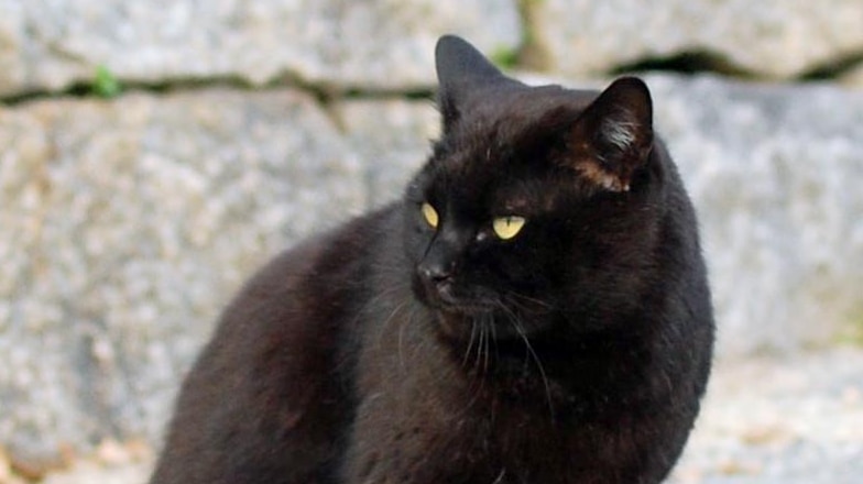 Black cat on footpath.