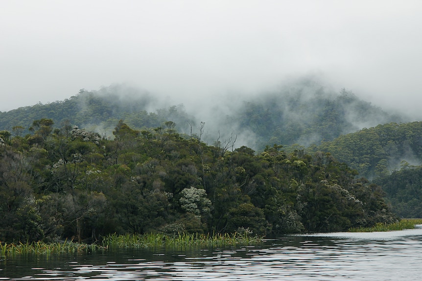 A river scene with trees on a high hill shrouded in mist.