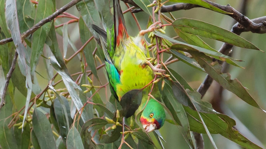 Swift parrot.