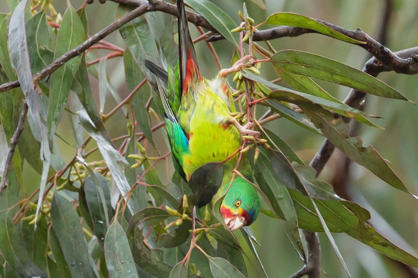 A bird the size of an adult hand hangs upside down from a tree branch.