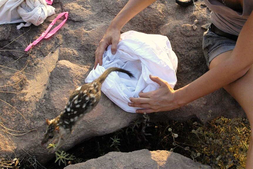 northern quolls 3 released