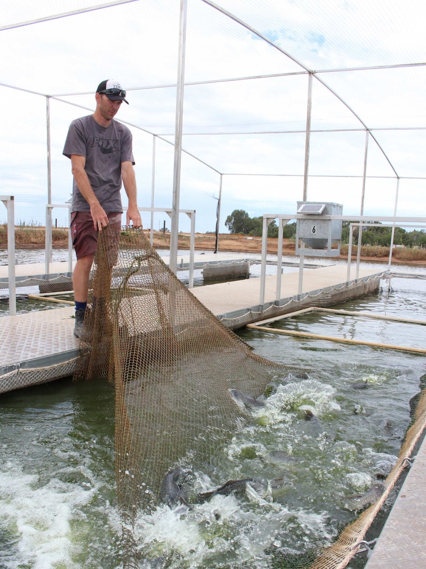 Murray Cod farm doubles its dams.