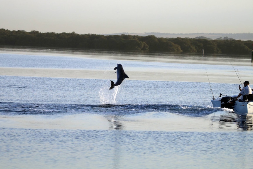 A dolphin leaps from the water as fishers in a boat travel past