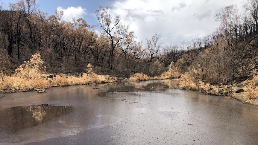 Dark brown sediment turns the water in the Mannus Creek black among fire-destroyed hills.