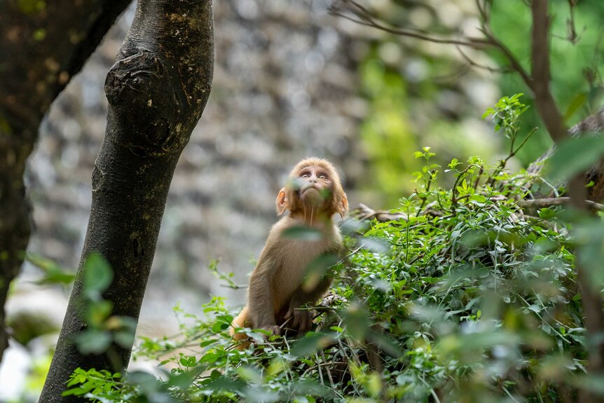 A monkey on a tree branch.