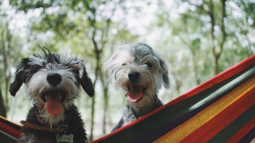 Two happy dogs on a hammock