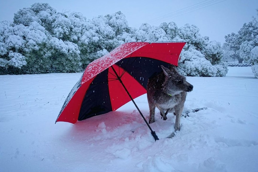 Kangaroo hides under umbrella surrounded by snow