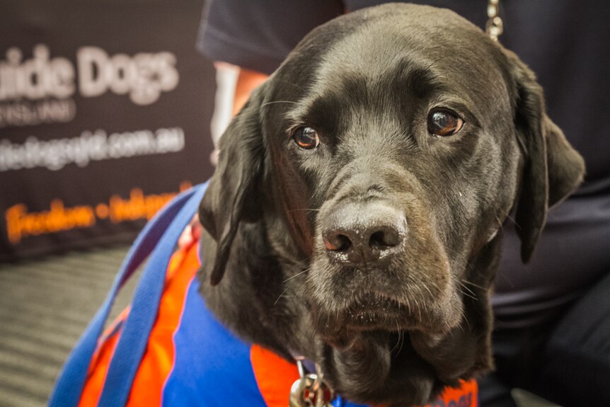 Bree is one of the many Queensland guide dogs that assist visually impaired people throughout the state.